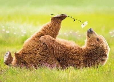 brown-bear-smelling-flower
